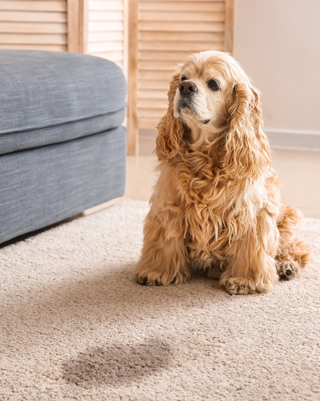 dog sitting on carpet by stain
